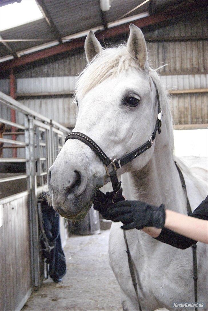 Holstener Calina - Min skat.<3 billede 1