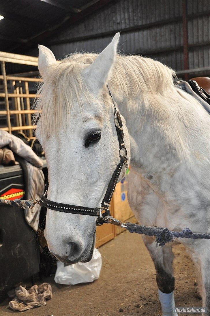 Holstener Calina billede 15