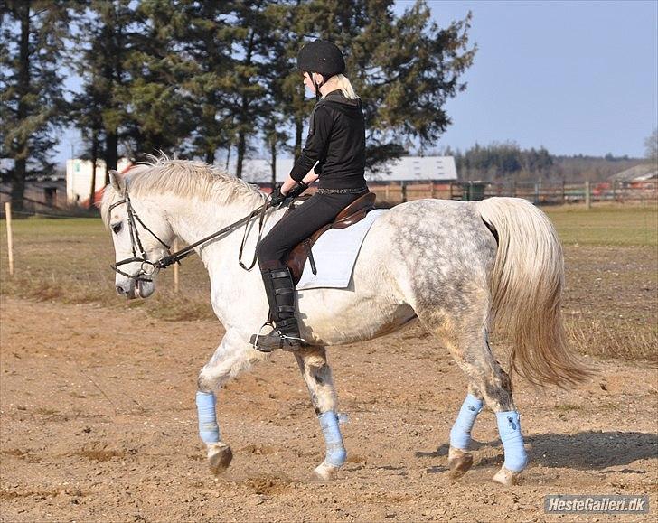 Holstener Calina billede 16