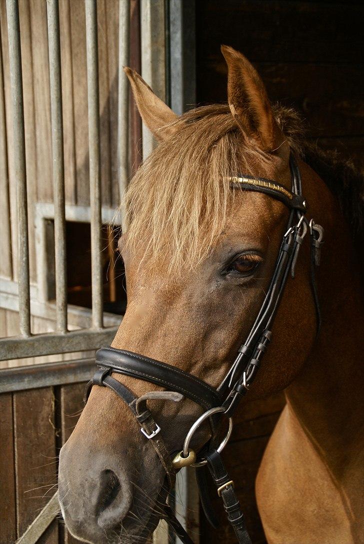 Tysk Sportspony Santa Fee SOLGT - Velkommen til min profil! :-D giv mig gerne en kommentar og en bedømmelse! (-: (Dagen hun blev min!:D) billede 2