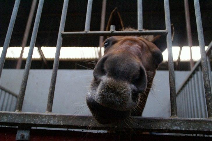 Tysk Sportspony Santa Fee SOLGT billede 9