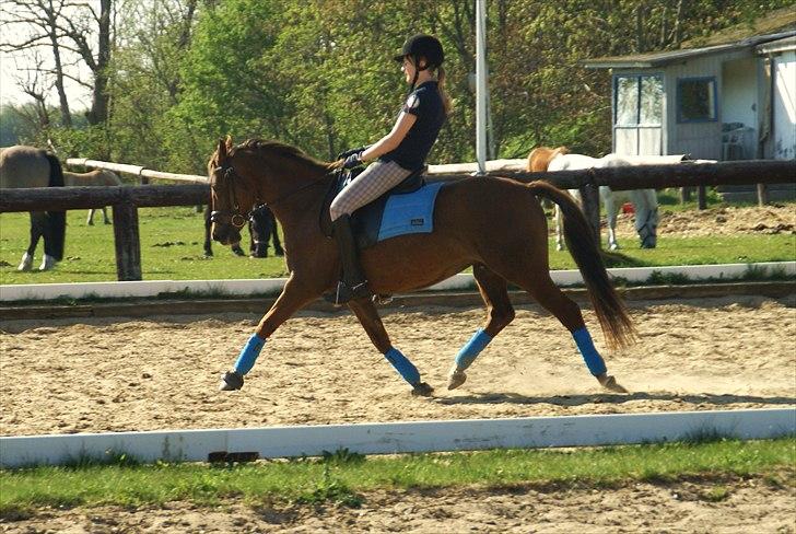 Tysk Sportspony Santa Fee SOLGT billede 7