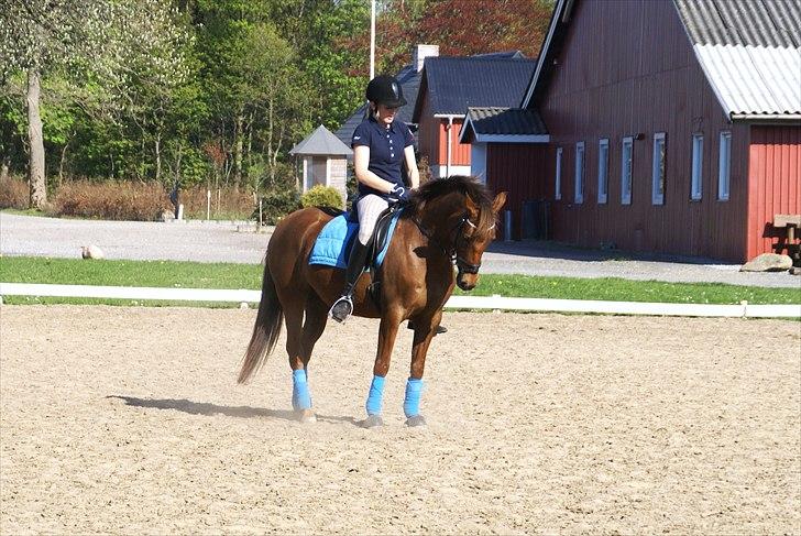 Tysk Sportspony Santa Fee SOLGT billede 6