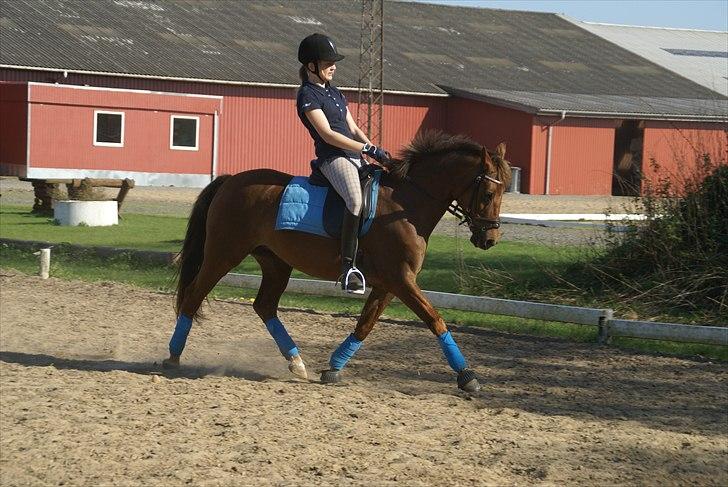 Tysk Sportspony Santa Fee SOLGT billede 5