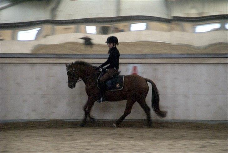 Tysk Sportspony Santa Fee SOLGT billede 10