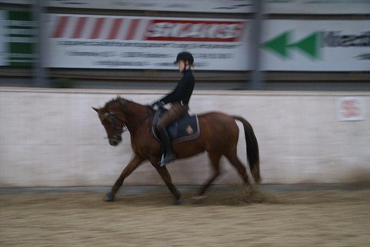 Tysk Sportspony Santa Fee SOLGT billede 11