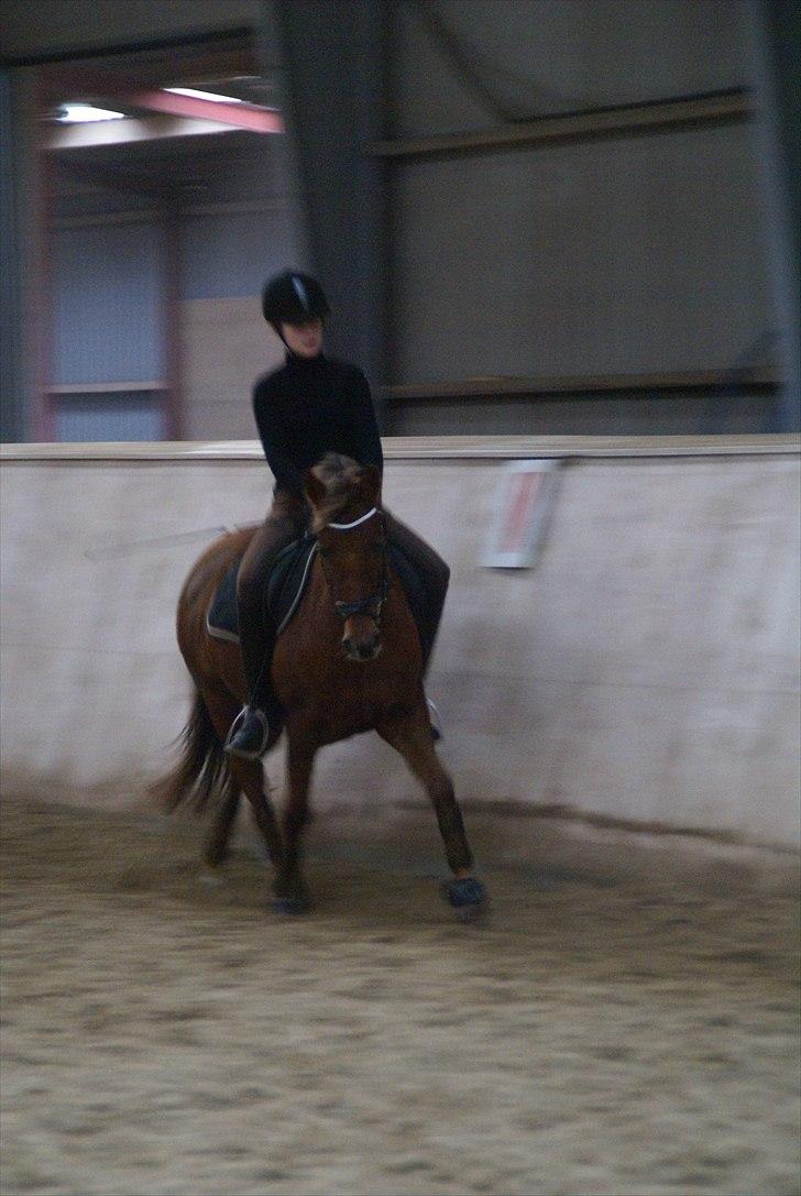 Tysk Sportspony Santa Fee SOLGT billede 12