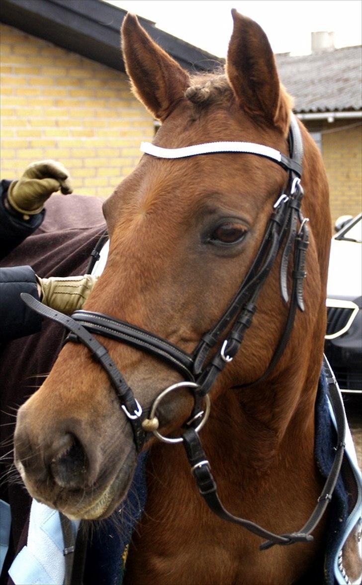 Tysk Sportspony Santa Fee SOLGT billede 3