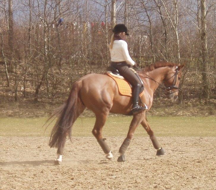 Fuldblod (XX) Cadence - Træning - 26.03.2011 :-) Tror det er midt i en øgning! billede 3