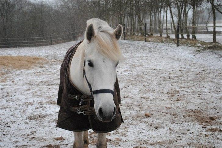 Anden særlig race Sleipner, solgt. - miiiiiiiin sleipner :´) billede 11