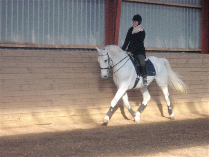 Hollandsk Varmblod Risto, har ham ikk mere. billede 1