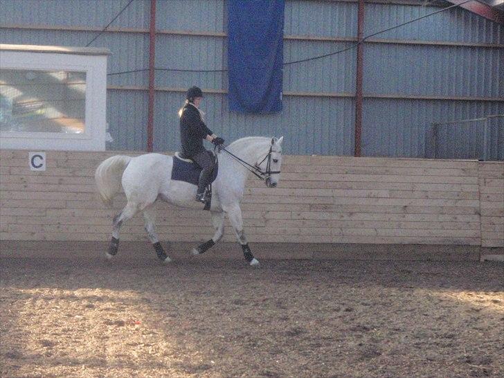 Hollandsk Varmblod Risto, har ham ikk mere. billede 2