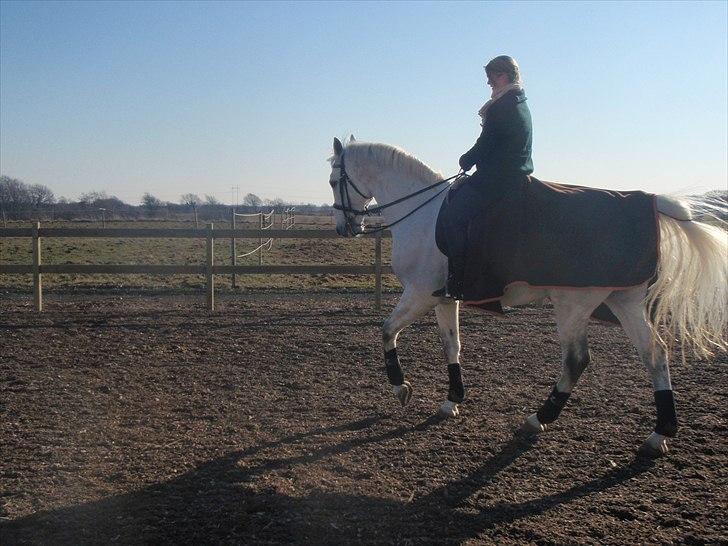 Hollandsk Varmblod Risto, har ham ikk mere. billede 3