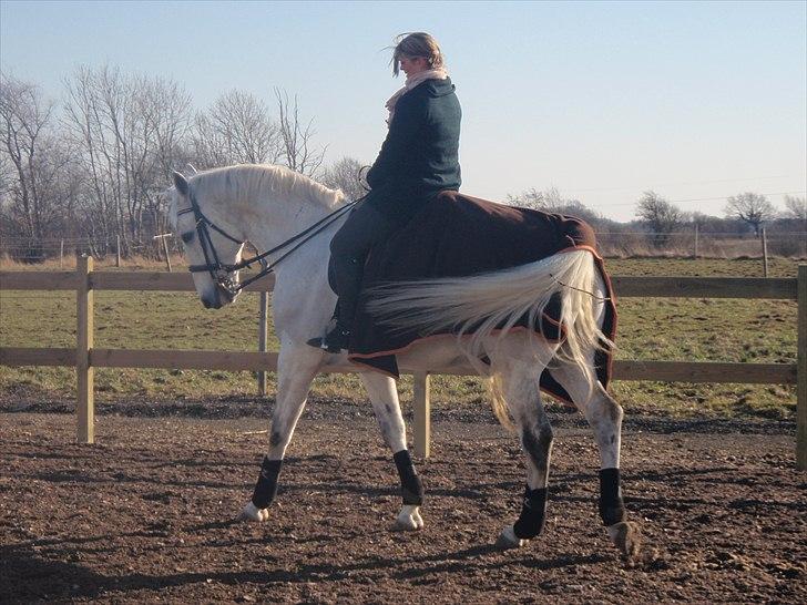 Hollandsk Varmblod Risto, har ham ikk mere. billede 4