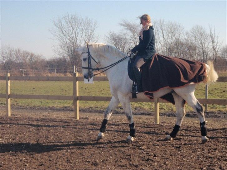 Hollandsk Varmblod Risto, har ham ikk mere. billede 5