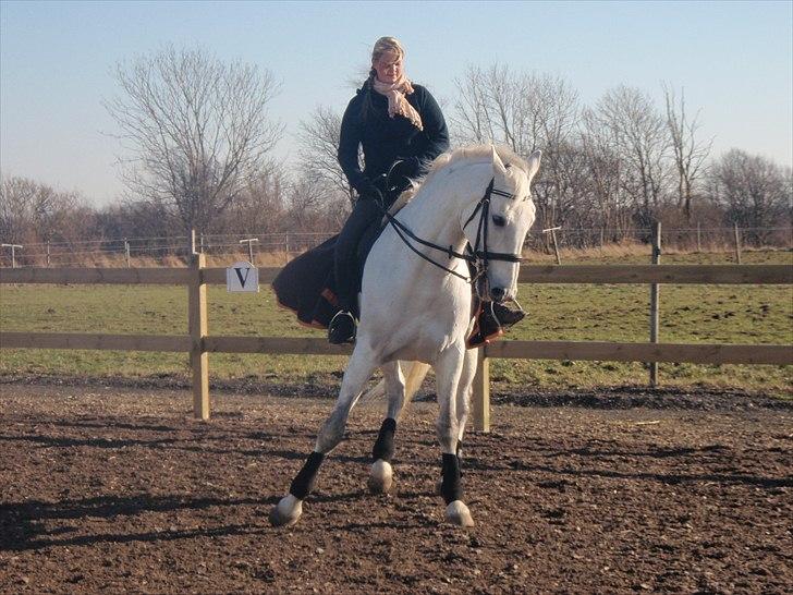 Hollandsk Varmblod Risto, har ham ikk mere. billede 6