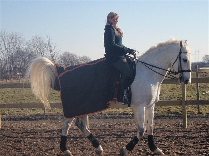 Hollandsk Varmblod Risto, har ham ikk mere. billede 7