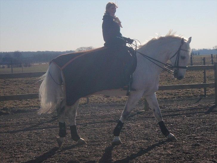 Hollandsk Varmblod Risto, har ham ikk mere. billede 8