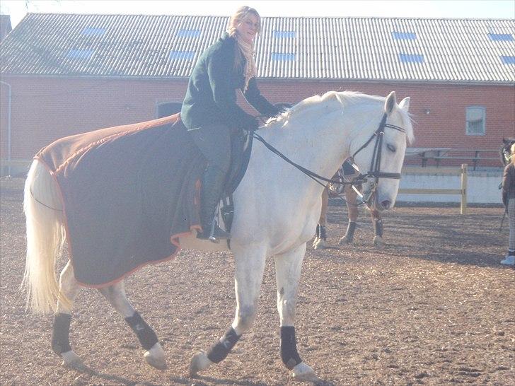 Hollandsk Varmblod Risto, har ham ikk mere. billede 9