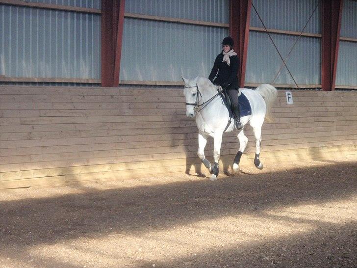 Hollandsk Varmblod Risto, har ham ikk mere. billede 10