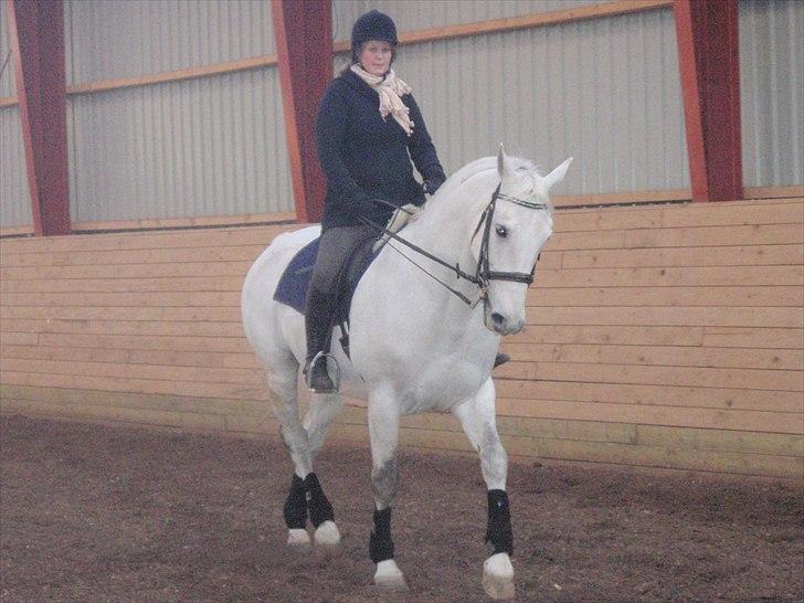 Hollandsk Varmblod Risto, har ham ikk mere. billede 11