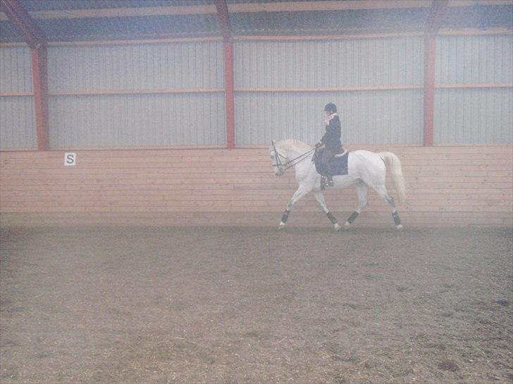 Hollandsk Varmblod Risto, har ham ikk mere. billede 12