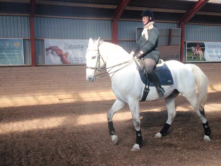 Hollandsk Varmblod Risto, har ham ikk mere. billede 13