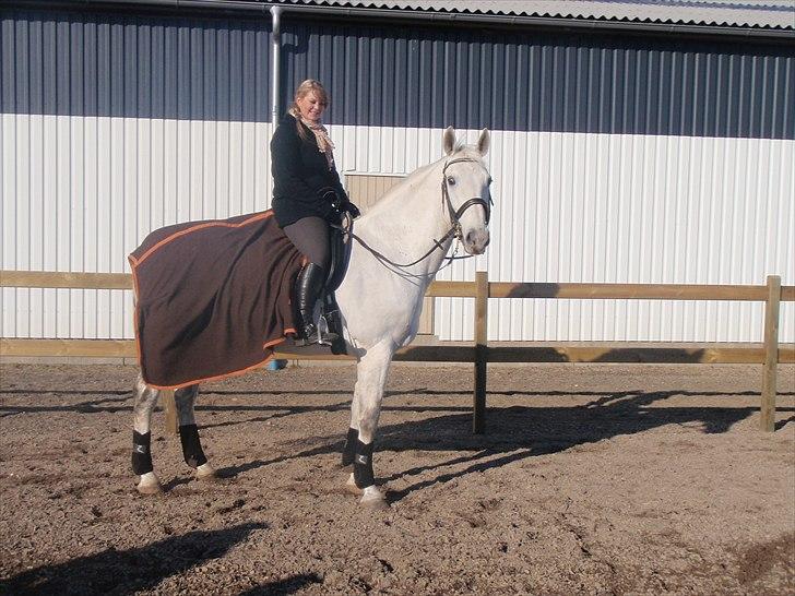 Hollandsk Varmblod Risto, har ham ikk mere. billede 14