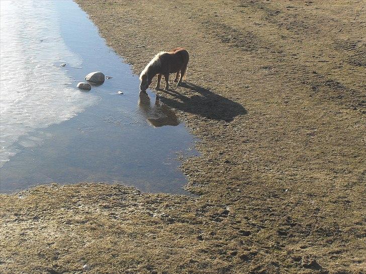 Anden særlig race Oscar SOLGT! - nr.15 billede 15