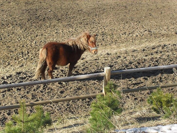 Anden særlig race Oscar SOLGT! - nr.16 billede 16