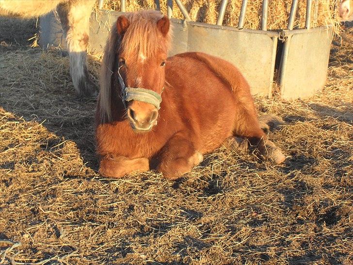 Anden særlig race Oscar SOLGT! - nr.17 Ham den dejlige ligger lige og nyder solen:) billede 17