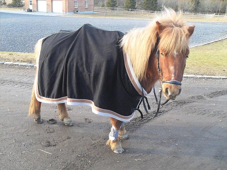 Anden særlig race Oscar SOLGT! - nr.18 billede 18