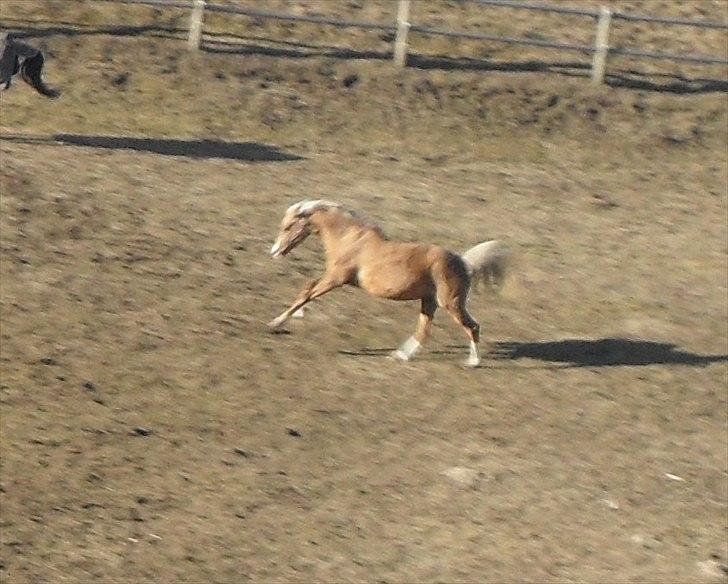 Tysk Sportspony Goldy billede 19