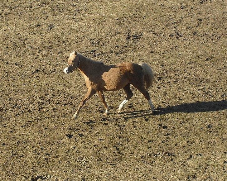 Tysk Sportspony Goldy billede 20