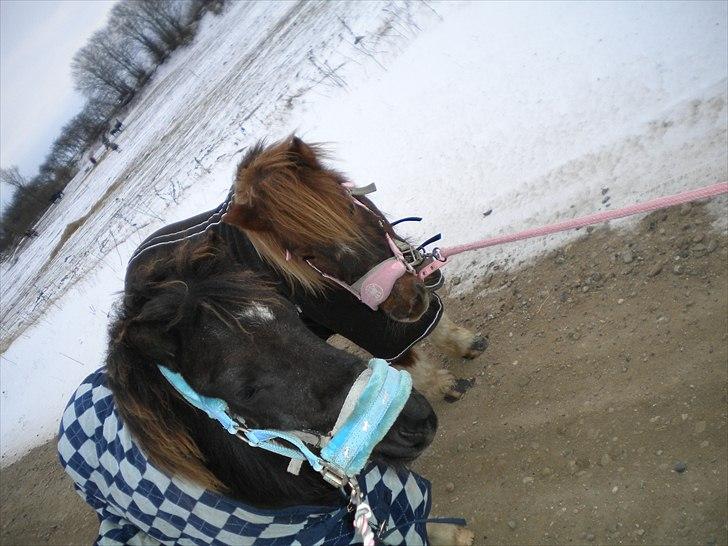 Shetlænder Lilo - Lilo og Laban på gå tur (-; billede 7