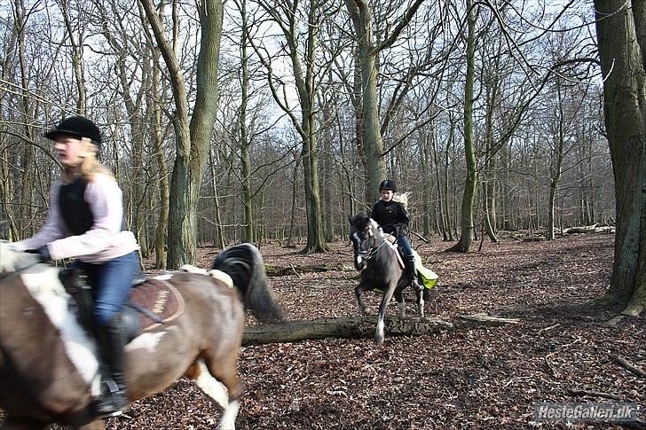 Anden særlig race Bounty ( TIDLIGER DRØMME PART ) - der var lige et spring på vores vej<3 billede 17