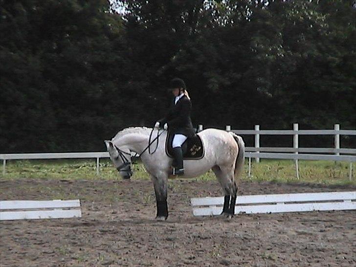 DSP Beluga dsp 515 SAVNET billede 8