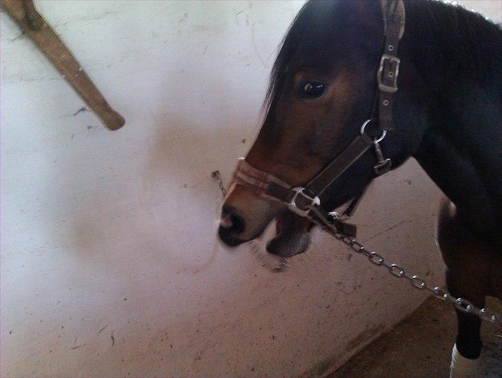 Anden særlig race Troldegårdens Bailey  billede 7