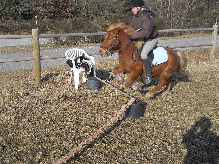 Anden særlig race Oscar SOLGT! - nr.19 billede 19