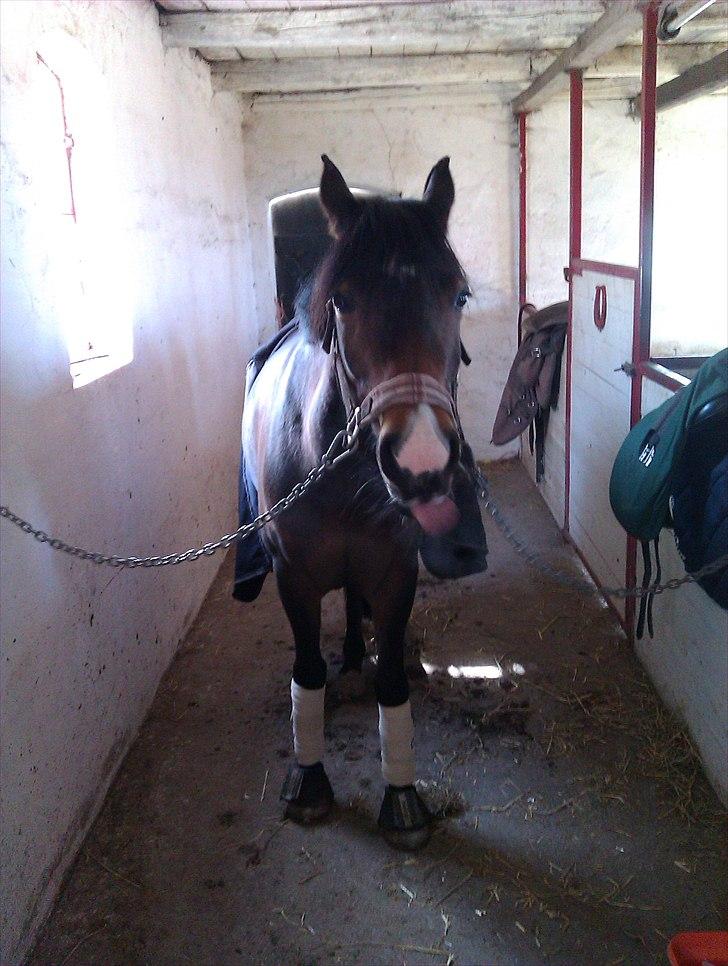 Anden særlig race Troldegårdens Bailey  billede 9