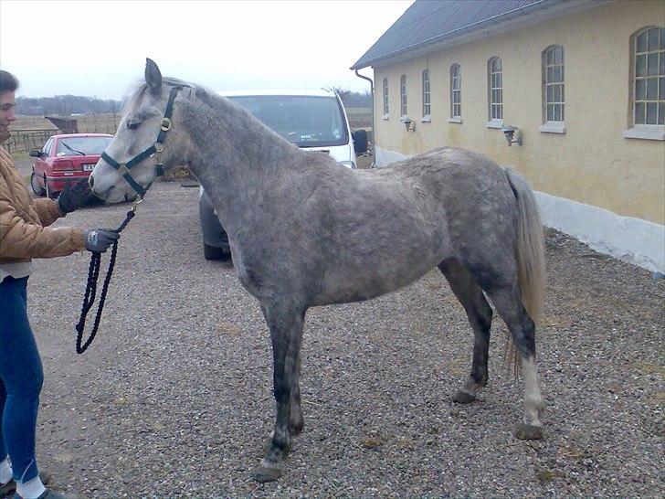 Welsh Partbred (Sec F) Klintholms Miss Shania billede 2