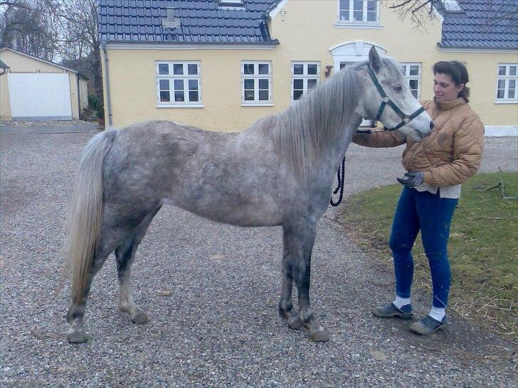 Welsh Partbred (Sec F) Klintholms Miss Shania billede 3