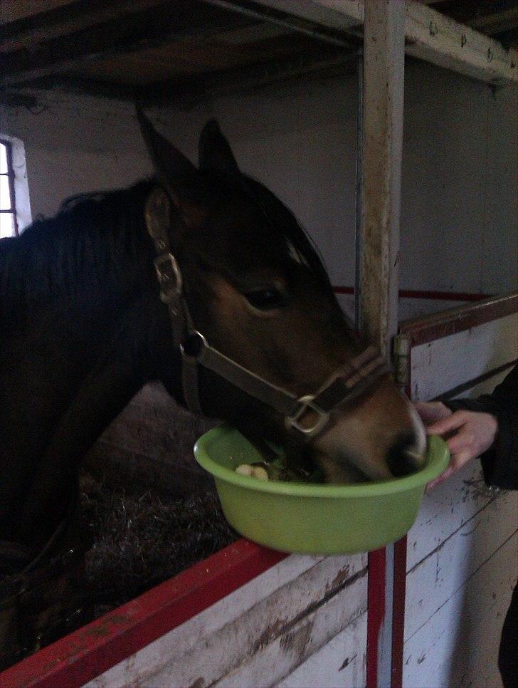 Anden særlig race Troldegårdens Bailey  - Bailey der spiser lagkage 8-03-2011 :) - 8år billede 10