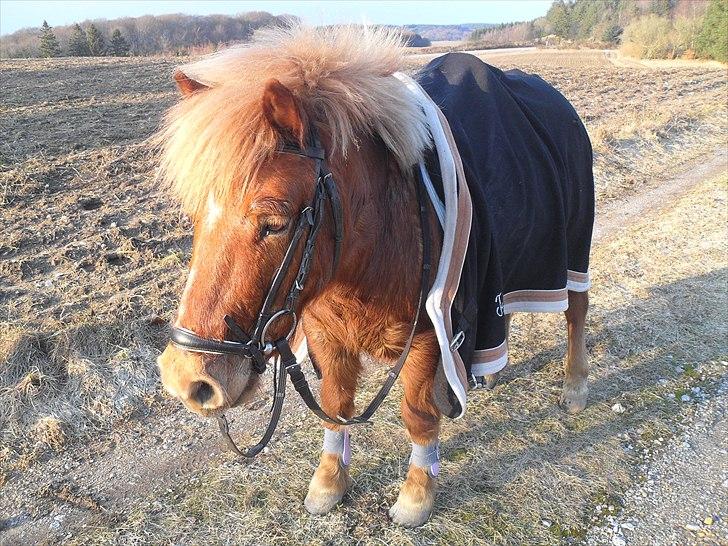 Anden særlig race Oscar SOLGT! - nr.20 billede 20