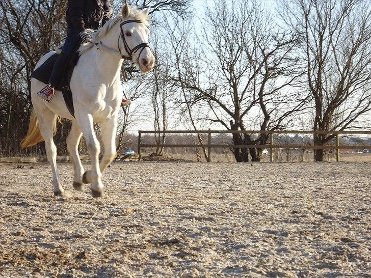 Anden særlig race  Højvangs Marabou <3  - Christine og Marabou i galop ;o) billede 20