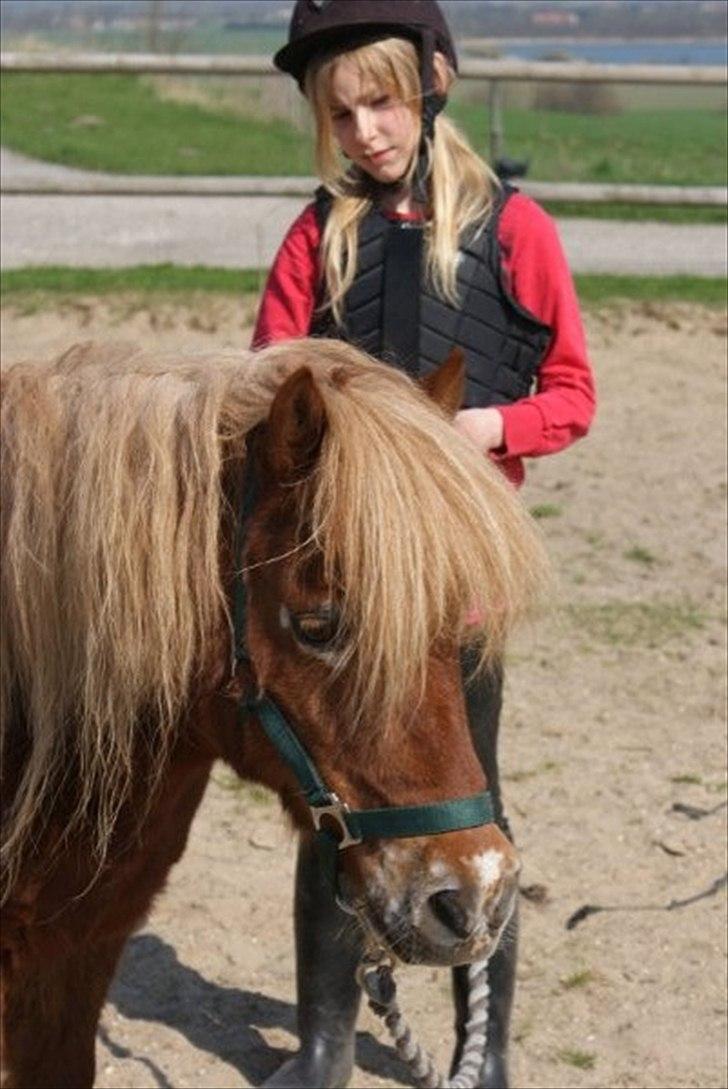 Shetlænder victor (lånepony) - mig og smuksakken billede 1