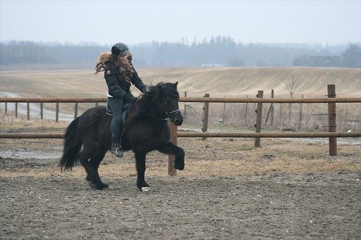 Islænder Dagur frá Króki billede 10