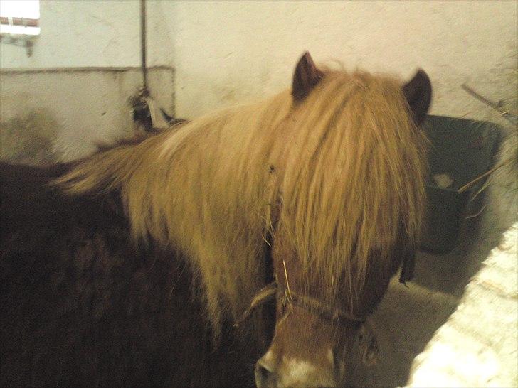 Shetlænder victor (lånepony) - smukke billede 2