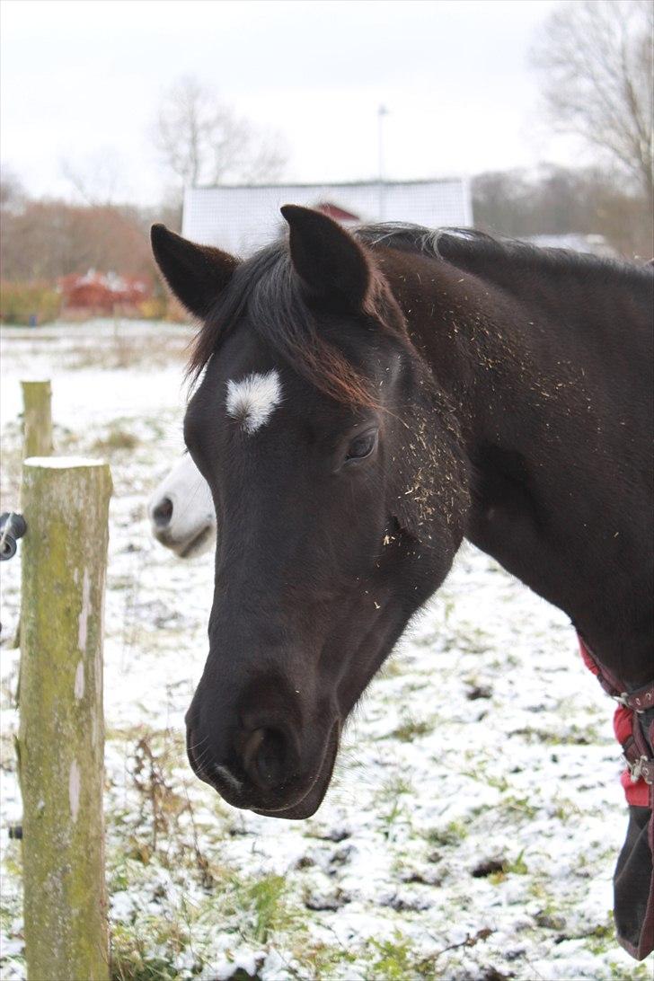 Anden særlig race CHIMAY - One thing's for sure, you're always in my heart <3 billede 11