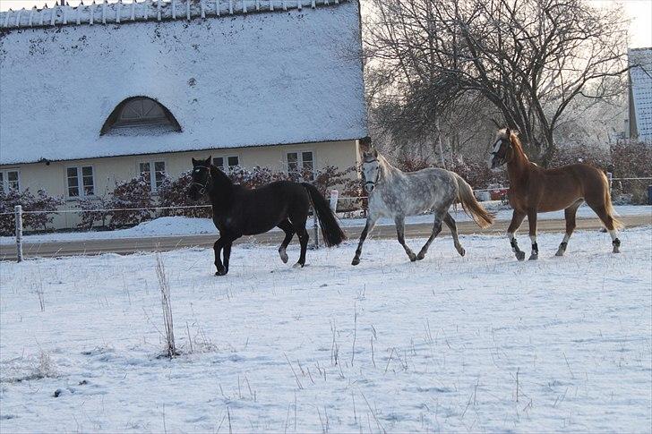 Anden særlig race CHIMAY billede 12